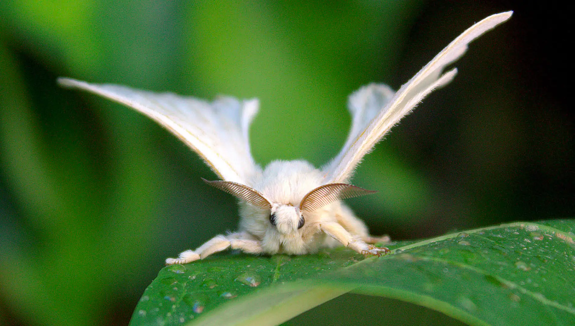 silkesommerfugl som sidder på et blad
